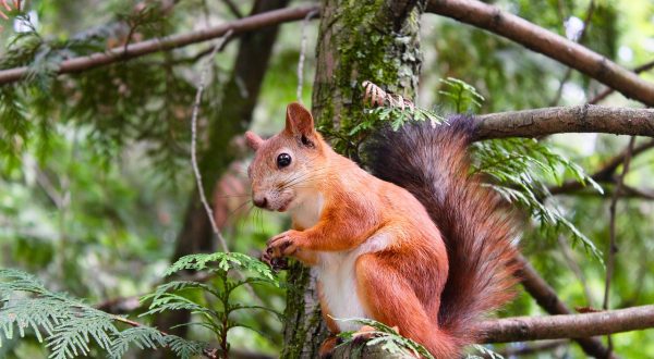 squirrel traps