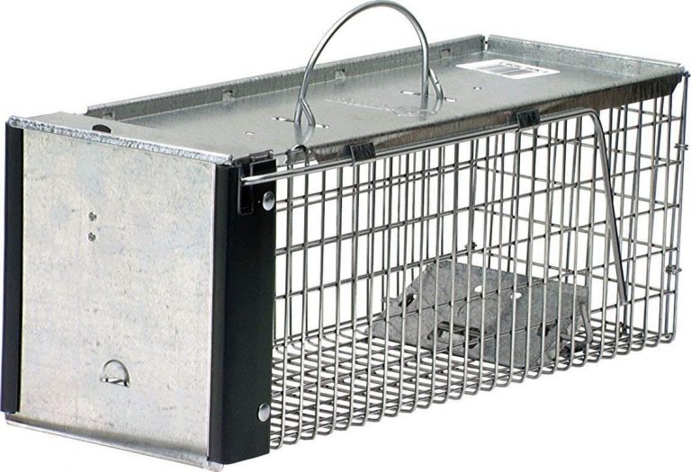 Best Squirrel Traps That Can Get Rid of Squirrels Safely Trapper Journal