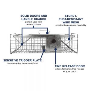 best place to put squirrel trap