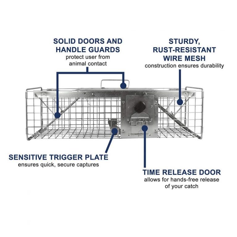 Best Squirrel Traps That Can Get Rid of Squirrels Safely Trapper Journal