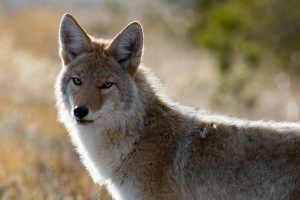 best coyote sets for trapping