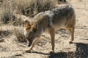 best coyote trapping techniques