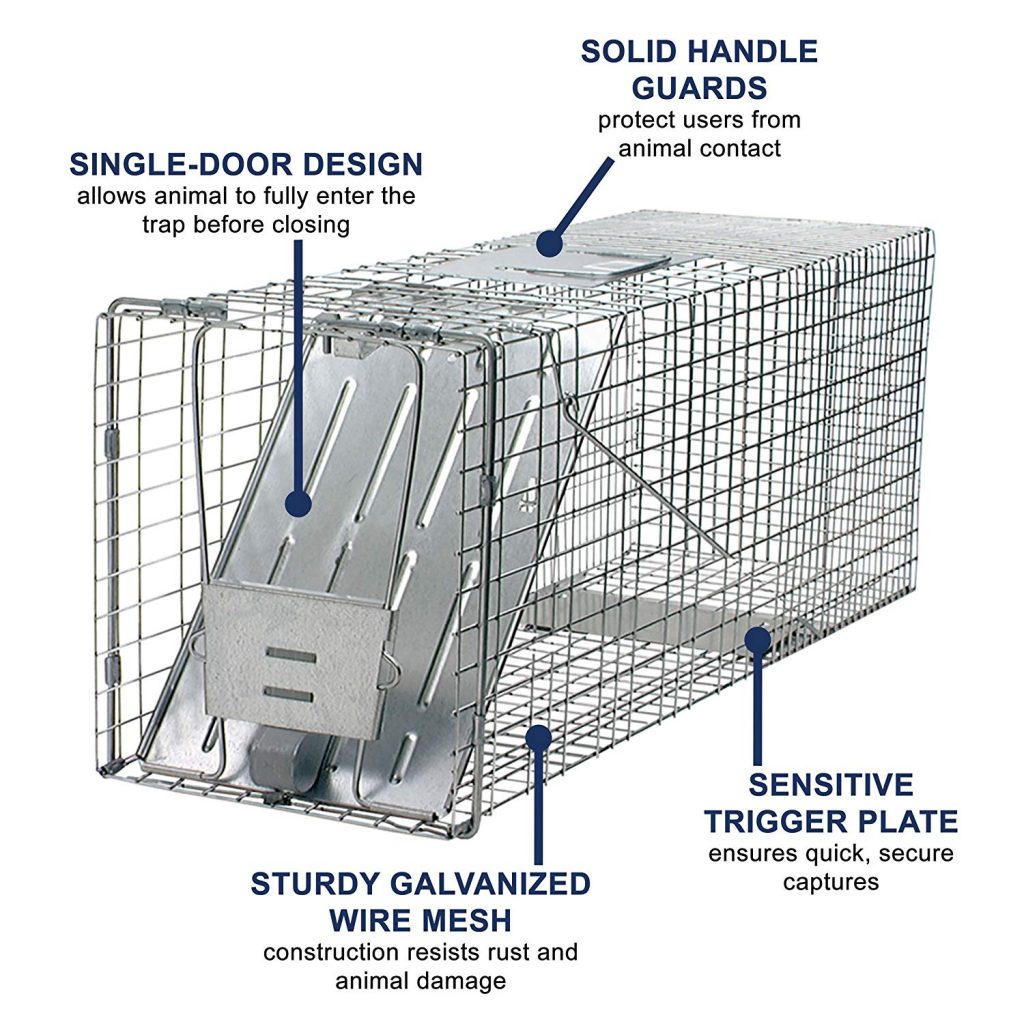 Best Raccoon Traps to Use Around Your Home | Trapper Journal