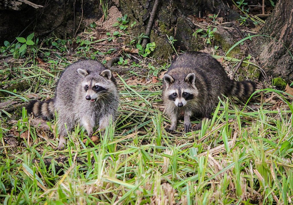 Best Food for Raccoon Trap: Entice and Capture with the Right Bait