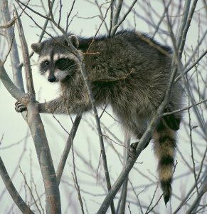 local raccoon pest control