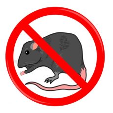 Will Rat Poison Kill squirrels